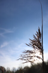 reed in the wind