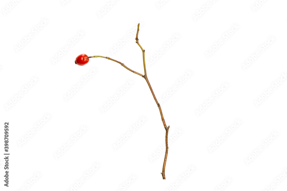 Poster tree branch without leaves isolated on white background