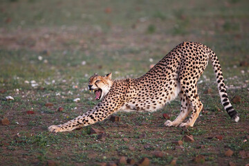 Cheetah (Acinonyx jubatus) stretching and yawning in the late afternoon in Mashatu Game Reserve in the Tuli Block in Botswana