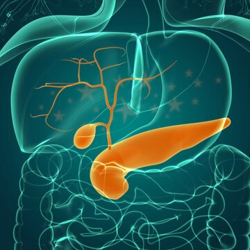 Gall Bladder Human Digestive System Anatomy 3D