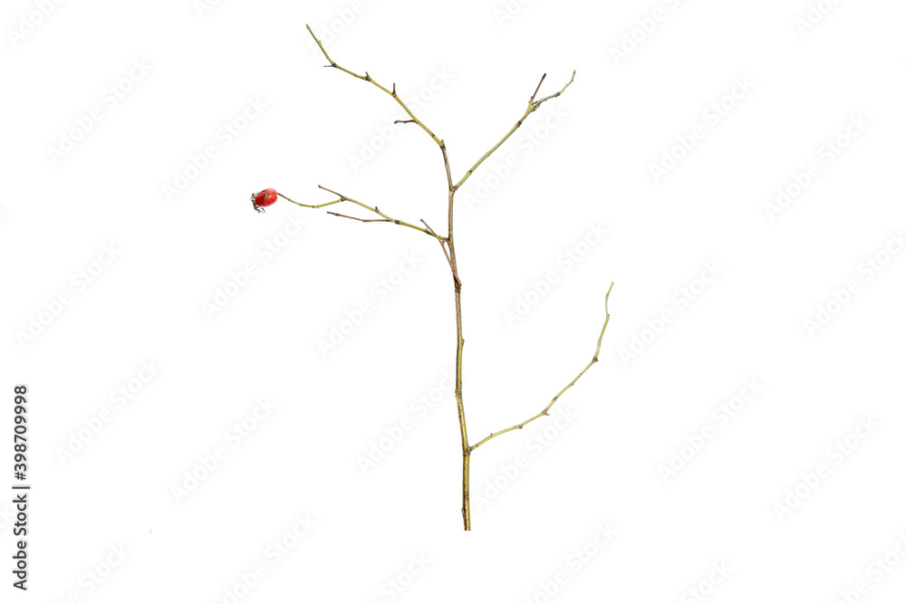 Poster tree branch without leaves isolated on white background