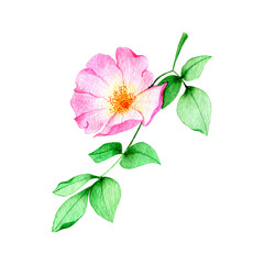 Beautyful hand drawn watercolor illustration of Rosehip flower(Wild Rose).Isolated on a white background.For postcard,printable,patterns,print on fabrics,textiles and other design projects.