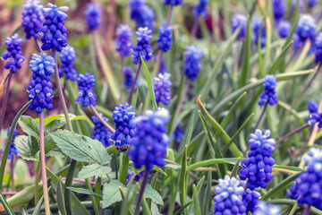 Muscari is one of a number of species and genera known as grape hyacinth, in this case Armenian grape hyacinth or garden grape-hyacinth.