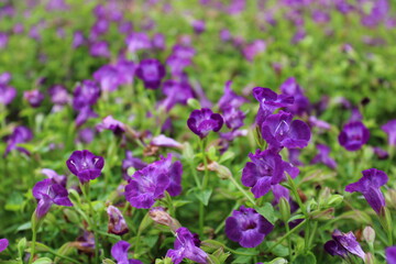 field of purple flowers