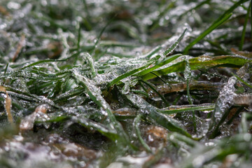 Ice slick. Green grass covered with ice. Concept of adverse weather.Winter season