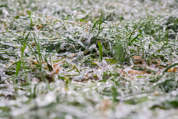Ice. Green grass covered with ice. The concept of adverse weather in winter