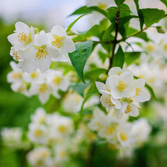 Twig with white jasmine flower in spring