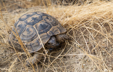 Land turtle crawling on dried grass