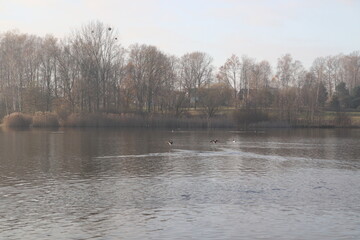 ducks in the lake