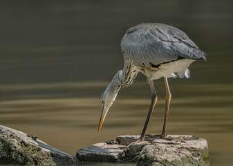 Graureiher beim Fischfang