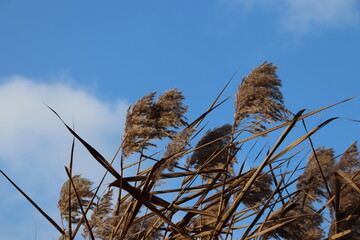 Fototapeta premium reed in the wind