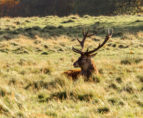 Naklejka na ściany i meble Large male deer stag at Tatton park, Knutsford, Cheshire, UK