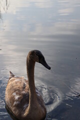 swan on the lake