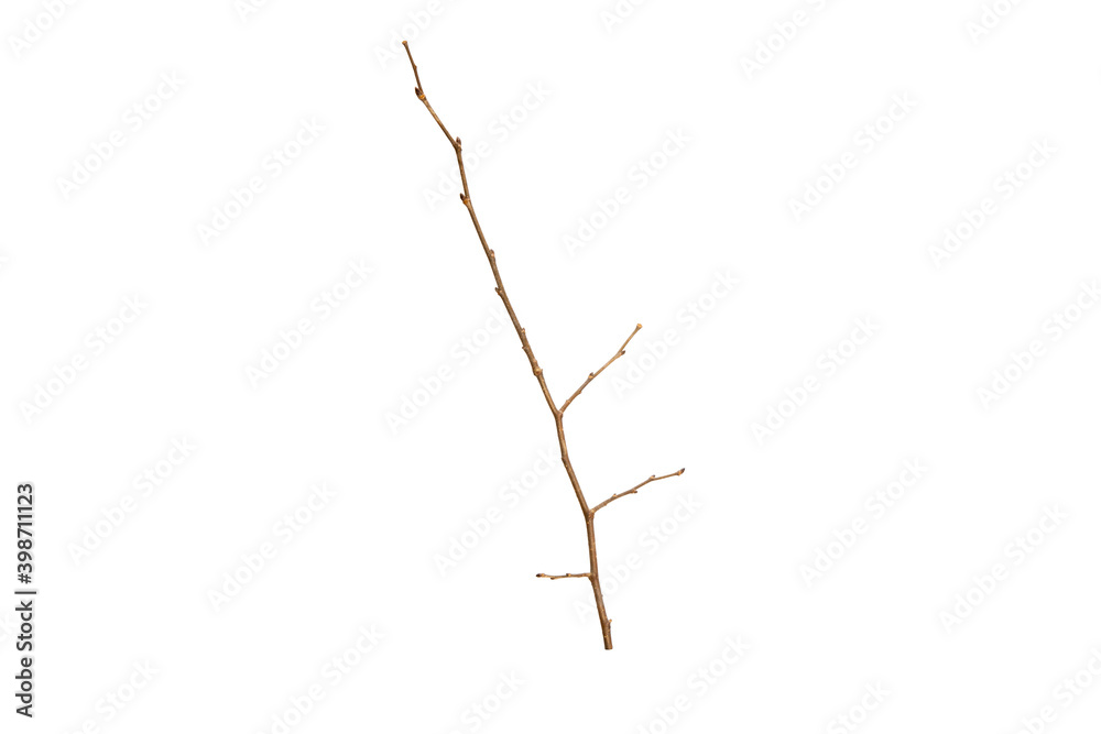 Poster tree branch without leaves isolated on white background