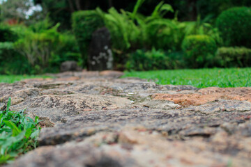 moss on the stone