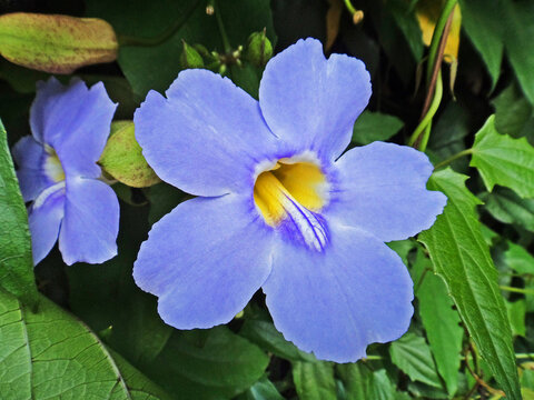 Blue trumpet vine (Thunbergia grandiflora)