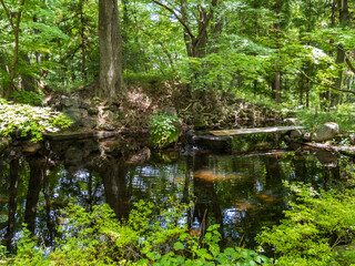 森の池