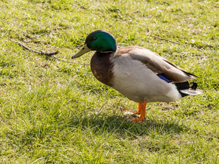 Male mallard duck enjoying the early spring sunshine at Pickmere lke, Knutsford, cheshire, UK