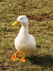Whire perkin duck enjoying the spring sunshine at Pickmere lake, Pickmere, Knutsford, Cheshire, Uk