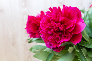 pink peonies flowers on light wall background