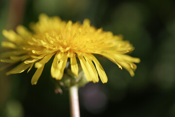 Löwenzahn Blüte nah