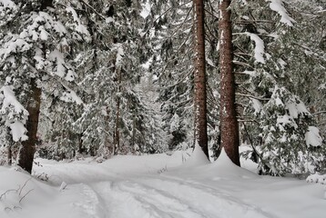 Verschneiter Wald