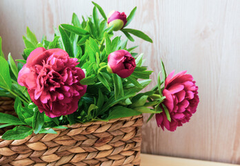 bouquet of pink peonies. a gift to a woman