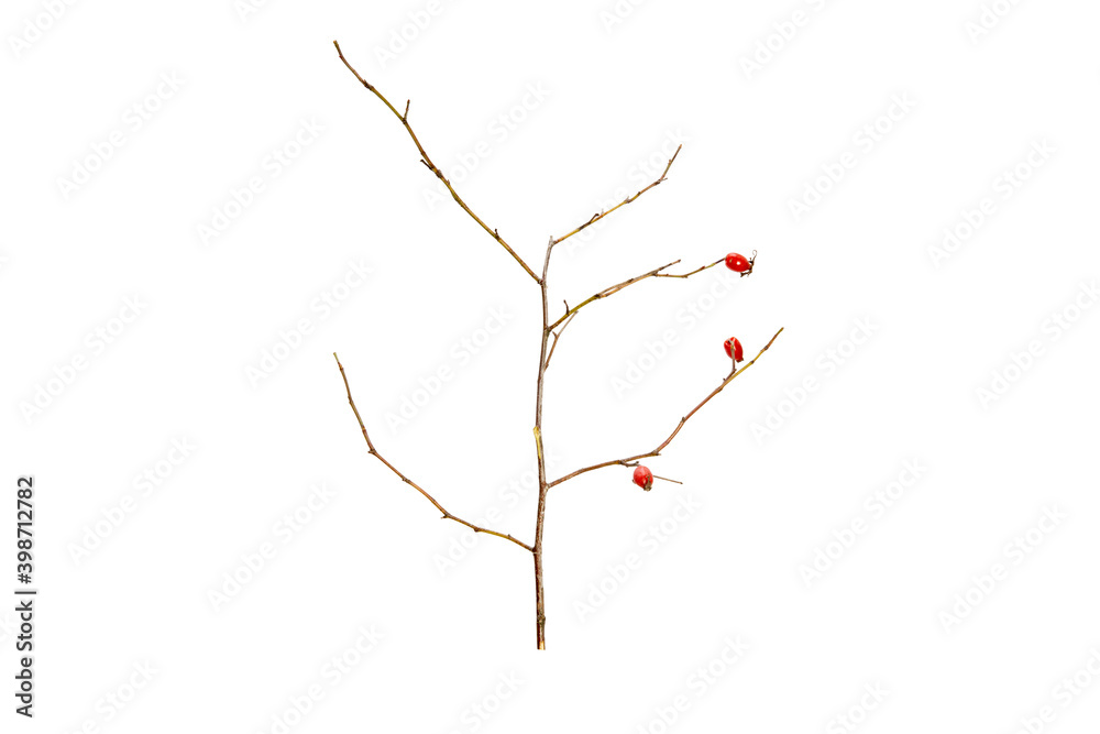 Poster tree branch without leaves isolated on white background