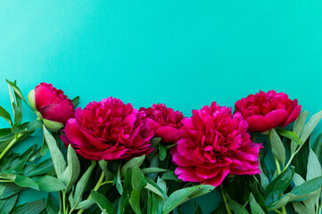 Red pink peonies flowers lies on a green background