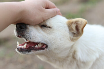 Obraz premium white dog in hand
