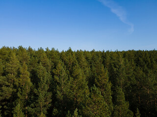 Fototapeta premium endless coniferous forest