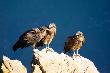 Peru, above the Colca Canyon, Condors waiting on a ledge before flying into the Canyon