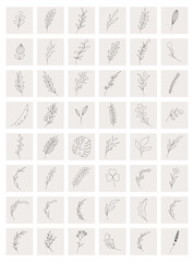 Botanical elements collection. Flowers, branches, leaves, berries for wedding, invitation, greeting cards