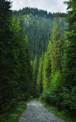 Fototapeta na wymiar Vertical panorama of a gravel road winding through dense fir forests. Cindrel Mountains, Carpathia, Romania.