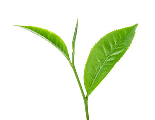 green tea leaf on white background