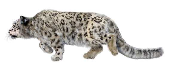 3D Rendering Snow Leopard on White