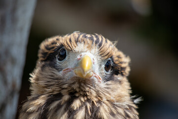 close up of an eagle