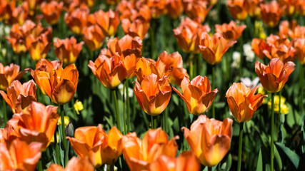 Colorful field of orange, red tulip flowers blossom.