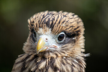 close up of a eagle