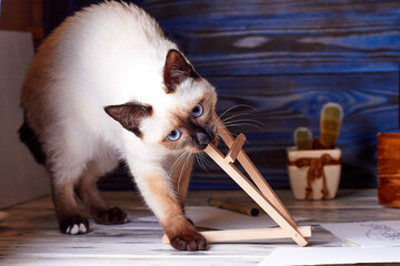The mekong bobtaile cat is naughty on the artist's desktop