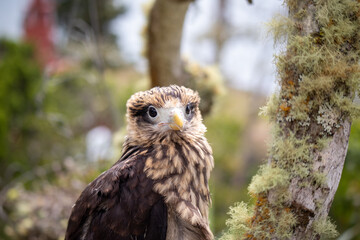 portrait of a eagle
