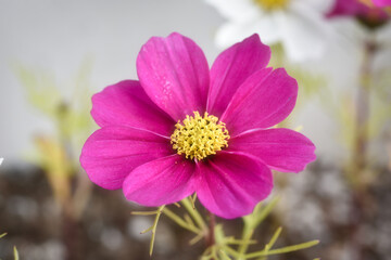 コスモスの花