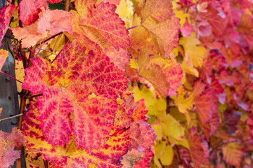 Herbstspaziergang in den Weinbergen bei Rück, Elsenfeld in Unterfranken . Die Blätter strahlen in wunderschönen Herbstfarben, braun, rot, gelb.