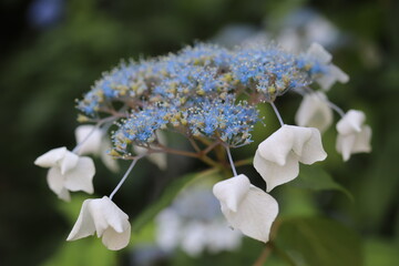 紫陽花