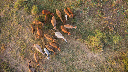 Traditional cow group eating straw in field aerial