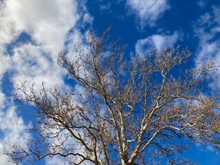 Obraz na płótnie Canvas Sycamore tree branches against sky