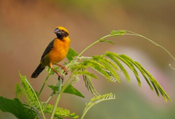 yellow billed hornbill