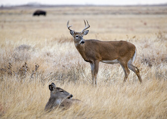 Colorado Wildlife. Wild Deer on the High Plains of Colorado