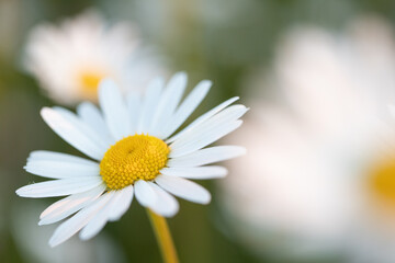 Obraz premium Margarithe