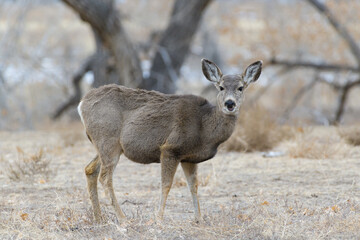 Colorado Wildlife. Wild Deer on the High Plains of Colorado